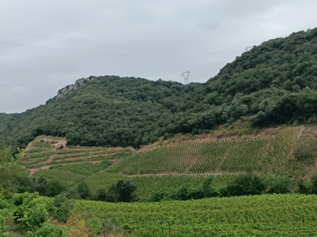 Pied la vigne